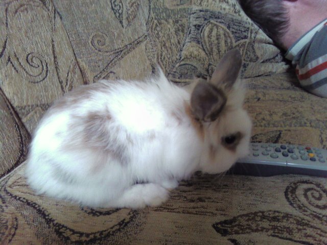 9.Cleo by prepol telku.jpg