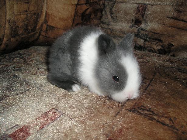 4. Alinko