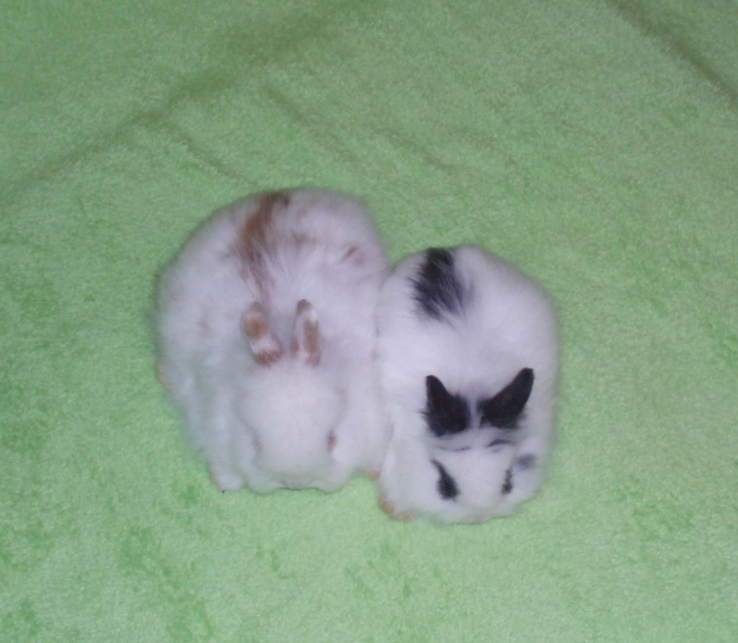 2.Spolu G+F 4.JPG