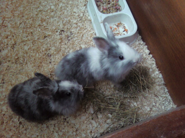 Nelka+Milka.jpg